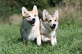 CORGI PEMBROKE 347